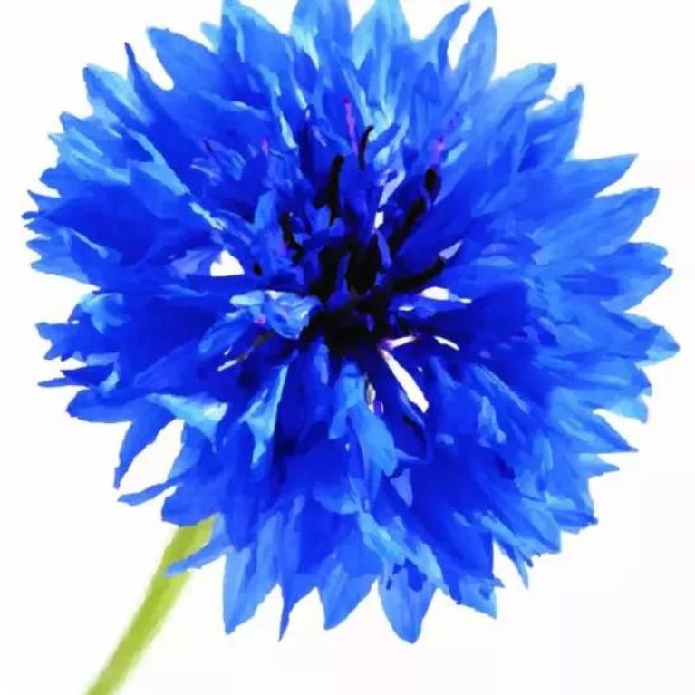 Kornblume